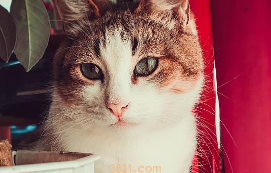 猫咪肠胃不好怎么办 禁食是通用手段(图2)