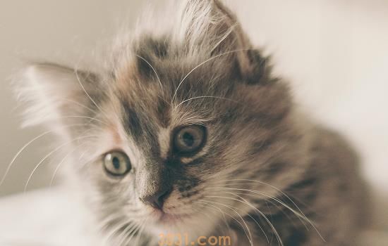 猫咪肠胃不好的表现都有哪些 这些症状主人要注意(图1)