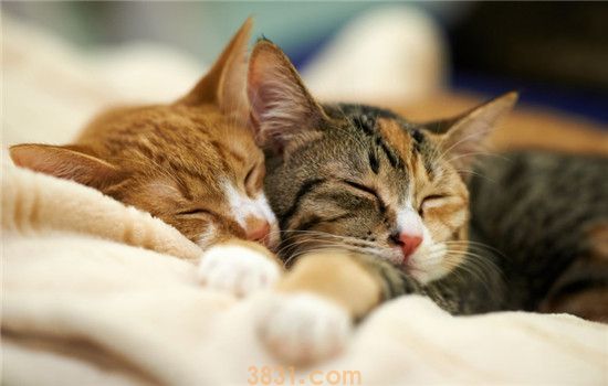 猫得了肠胃炎该怎么办 日常的调养和护理很重要(图2)