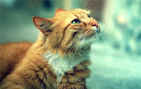 猫得肠胃炎有什么症状 猫咪肠胃炎分为几种(图1)