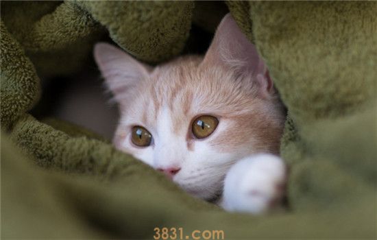 猫的肛门腺要怎么挤 挤肛门腺不要用力过度哦(图1)
