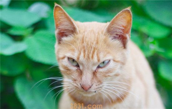 猫白内障是什么 猫为什么会得白内障(图1)