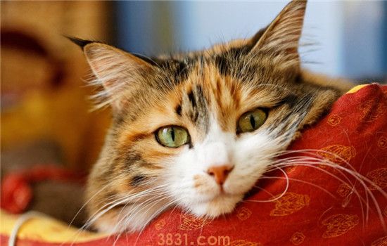 猫中毒了什么症状 猫咪中毒该如何急救(图1)