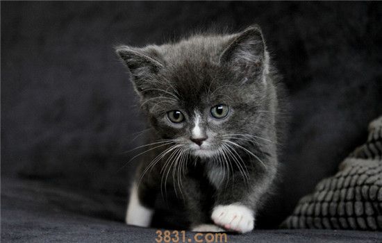 猫中毒了什么症状 猫咪中毒该如何急救(图2)