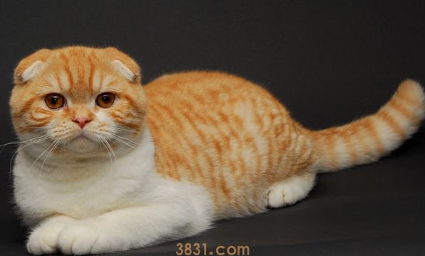猫生病不吃东西怎么办 一定要赶紧让猫吃东西!(图1)