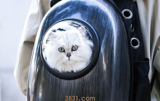 猫生病不吃东西怎么办 一定要赶紧让猫吃东西!(图2)