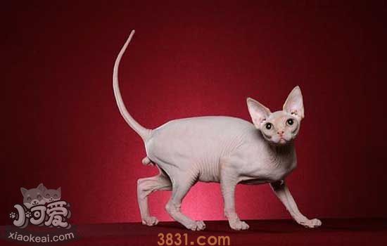 无毛猫几岁能怀孕 猫多大才适合配种怀孕(图1)