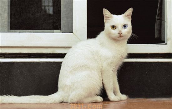 小猫的眼睛为什么会变色 小猫是得了眼部疾病吗(图2)