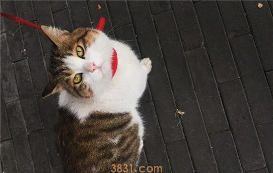 小猫的眼睛为什么会变色 小猫是得了眼部疾病吗(图1)