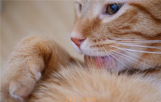 猫老舔毛是怎么了 是因为猫咪的压力太大了吗(图1)