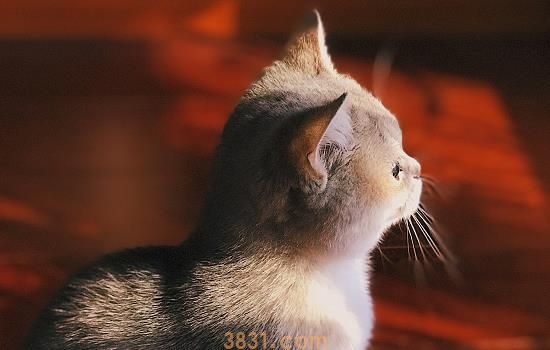 如何选择好的猫粮 这几点主人要知道(图1)