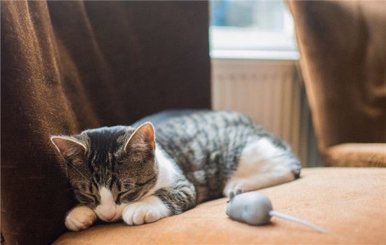 小猫软便是怎么了 引起猫咪软便的原因都在这了(图1)