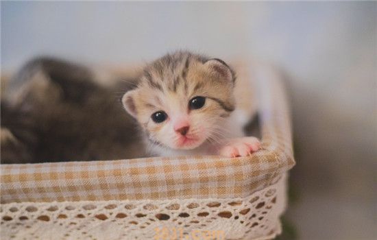 小猫软便是怎么了 引起猫咪软便的原因都在这了(图2)
