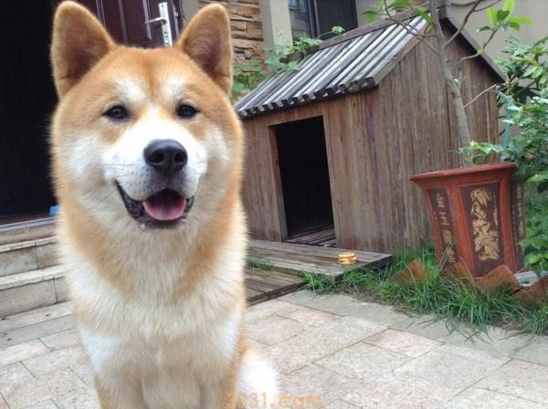 日本秋田犬价格 日本秋田犬价格多少钱一只(图1)
