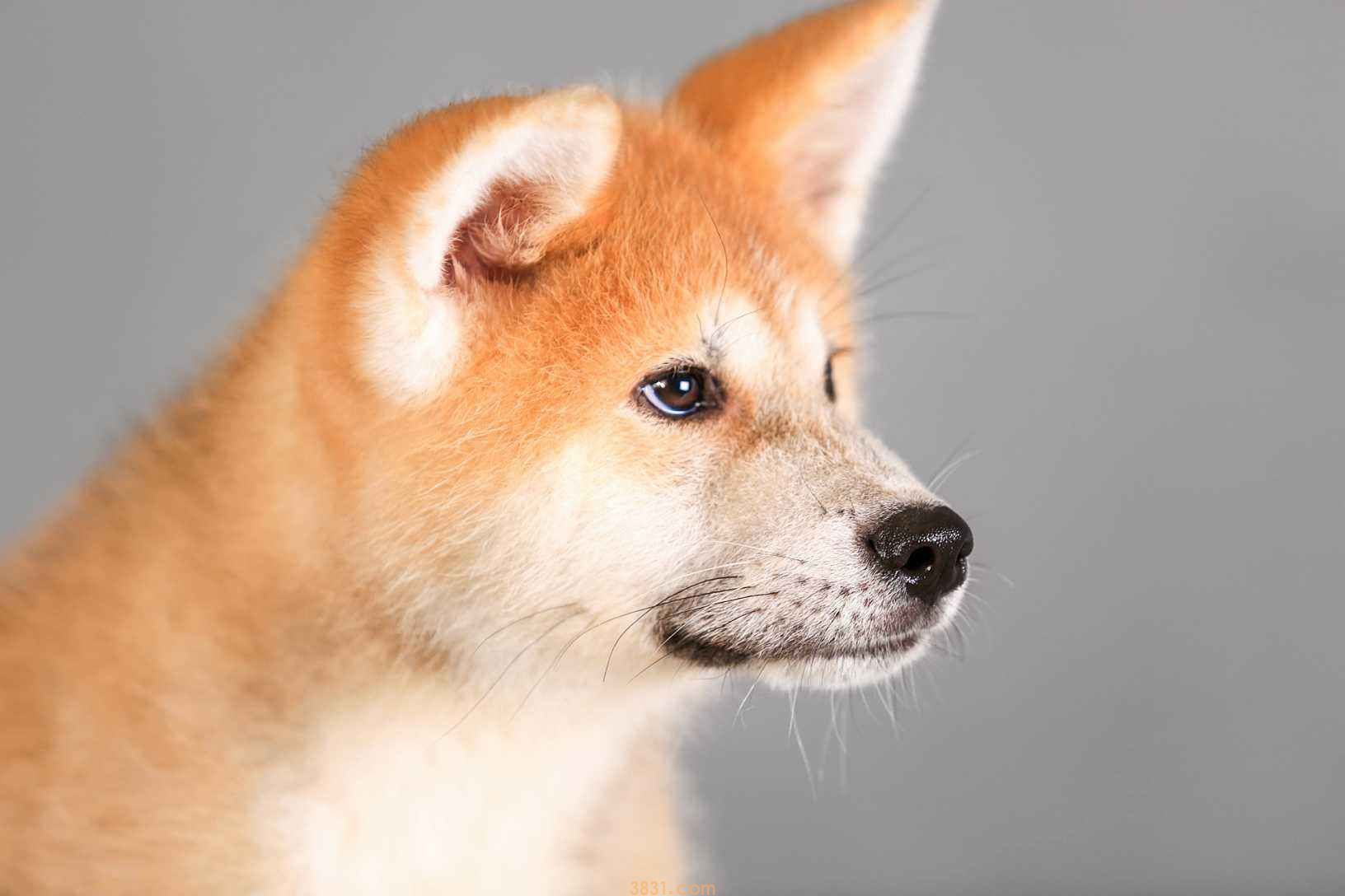 纯种秋田犬价格 纯种秋田犬价格多少钱一只(图1)