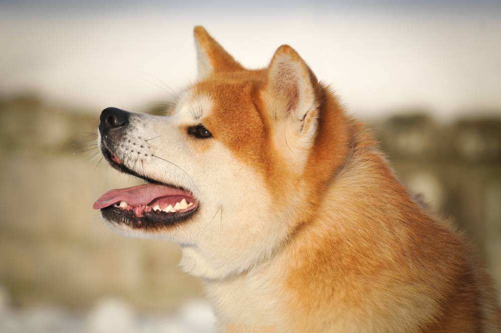 秋田犬一般多少钱 秋田犬一般多少钱一只(图1)