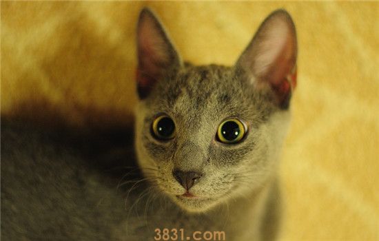 猫咪耳朵掉毛严重是怎么了 猫咪耳朵掉毛一般是这两个原因(图1)