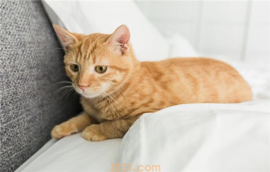 猫咪耳朵掉毛严重是怎么了 猫咪耳朵掉毛一般是这两个原因(图2)