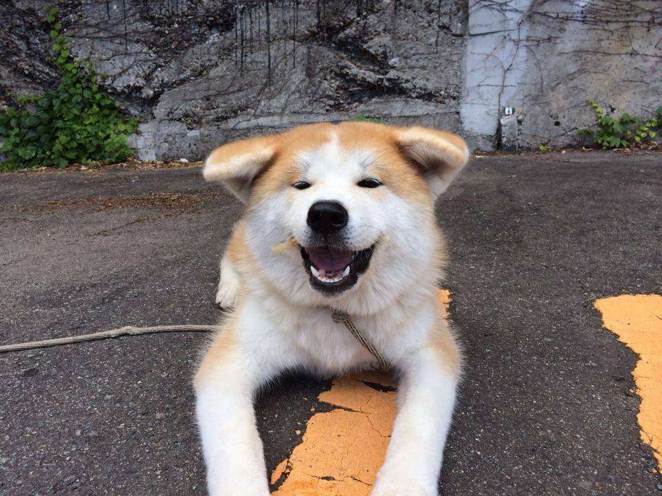 北京秋田犬多少钱 北京秋田犬多少钱一只(图1)