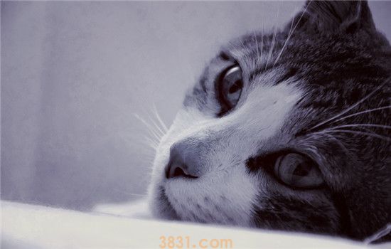 预防猫咪便秘方法 日常饲养的细节非常重要(图1)