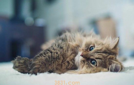 猫瘟症状 主人要及时带猫咪治疗呀(图1)