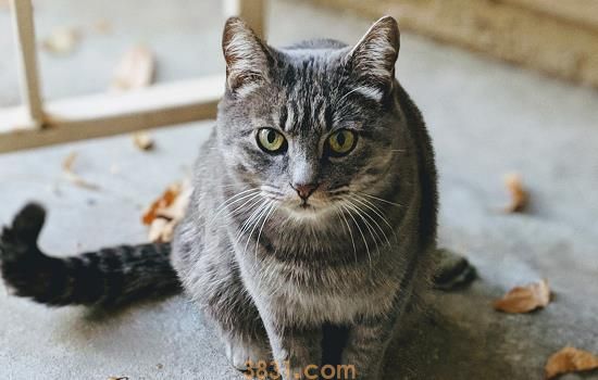 猫瘟症状 主人要及时带猫咪治疗呀(图2)