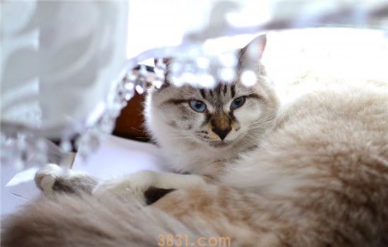 猫咪便秘怎么治 治疗猫咪便秘的方法都在这了(图1)