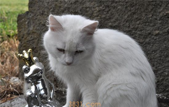 猫咪便秘会出现什么症状 猫便秘容易分辨出来吗(图1)