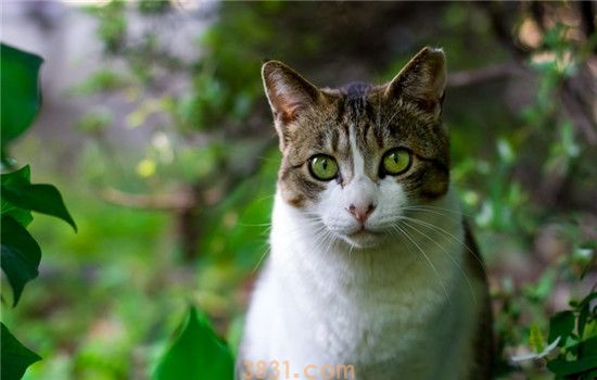 猫为什么用爪子喝水 猫是想喝水还是想洗手(图1)