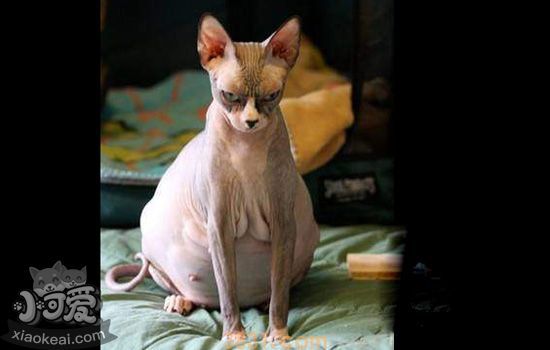 无毛猫怀孕多少天肚子能大 猫怀孕30天后肚子开始变大(图1)