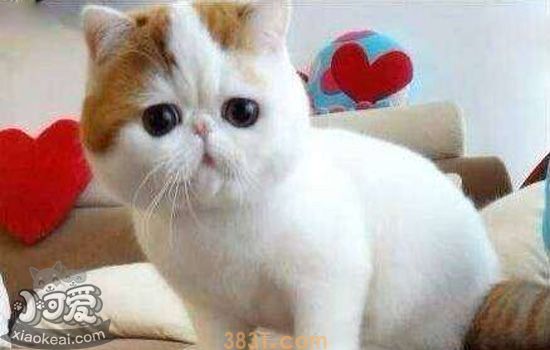 异国短毛猫生需要什么工具 猫咪生产必备物品(图1)