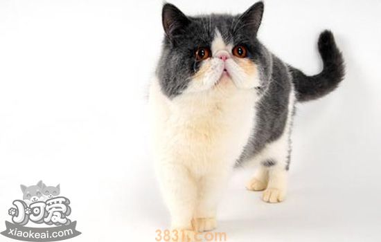 异国短毛猫生需要什么工具 猫咪生产必备物品(图2)