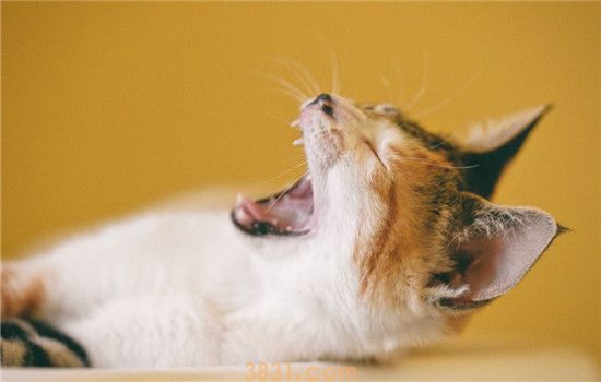 猫关节炎是什么 猫得了关节炎要怎么确诊(图2)