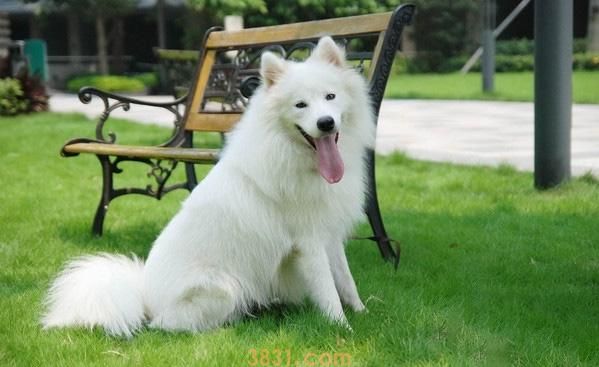萨摩耶犬价格 萨摩耶犬的价格多少(图1)