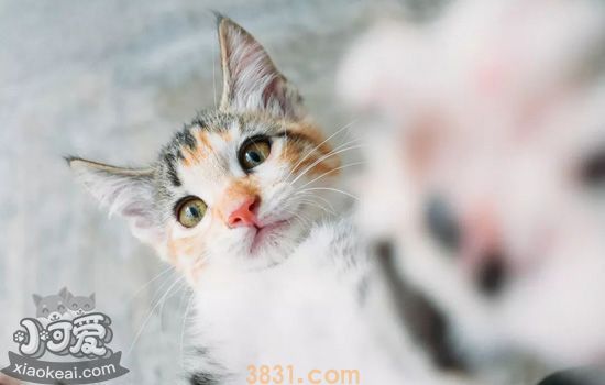 小猫为什么会得奶癣 不到一个月的小猫长奶藓怎么办(图1)