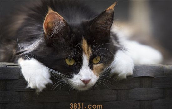 给猫梳毛有啥用 给猫梳毛其实好处多多(图1)