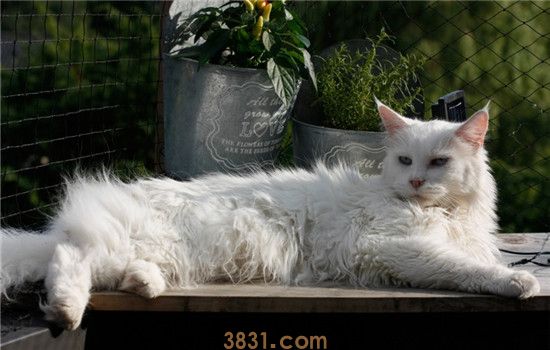 给猫梳毛有啥用 给猫梳毛其实好处多多(图2)