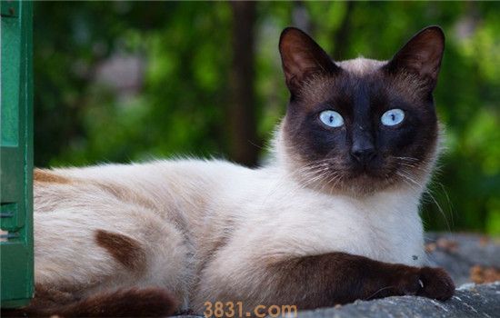 猫粮和狗粮有啥区别 猫可以吃狗粮吗(图1)