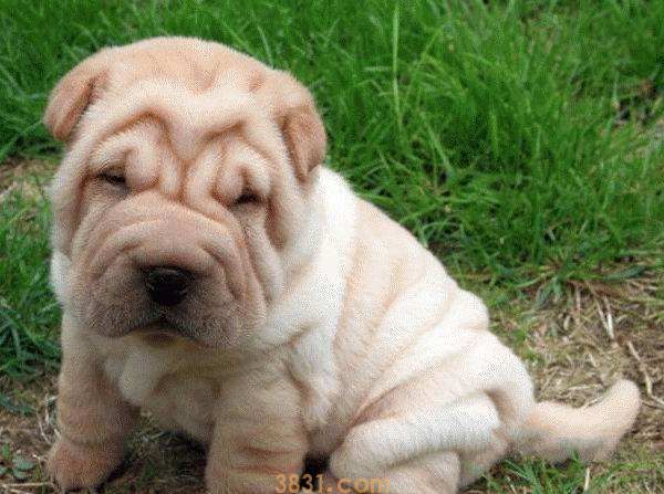 纯种沙皮犬多少钱一只?(图1)