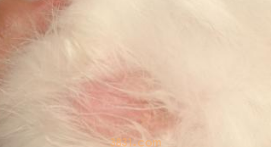 猫藓用什么药膏 人也要注意被传染哦!(图1)
