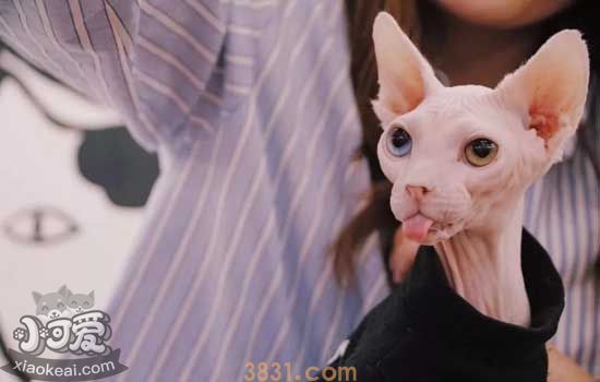 无毛猫怀孕几个月生产 猫咪的怀孕周期是多久(图1)
