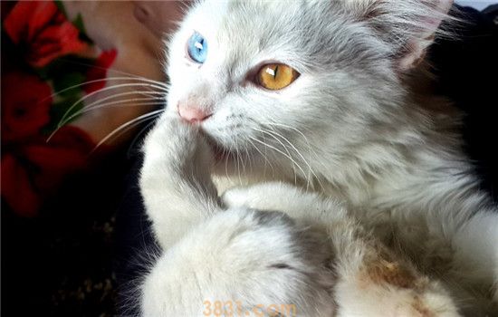 猫咪呕吐是怎咋了 猫咪的呕吐物为什么大不相同(图1)
