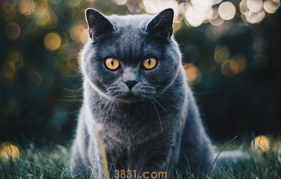 猫拉什么样的屎健康 猫咪粪便反应的健康状况(图1)