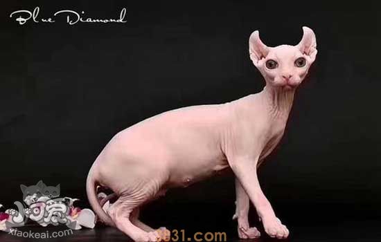 怀孕的无毛猫可以洗澡吗 猫怀孕期间洗澡小心流产(图1)