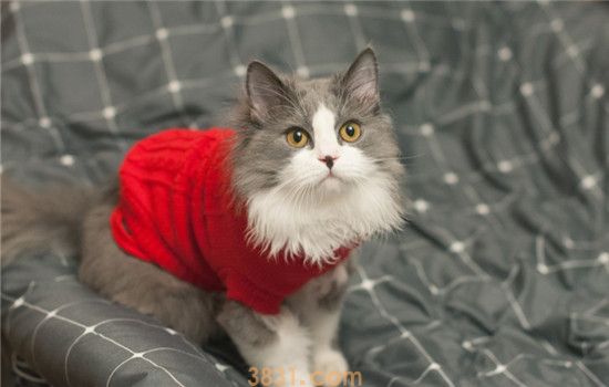 怎么让猫不那么无聊 这四个方法可以缓解猫咪的无聊(图1)