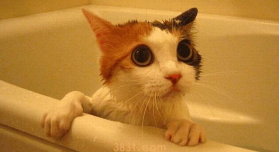 猫麻醉的风险 了解麻醉,等于猫人一命(图2)