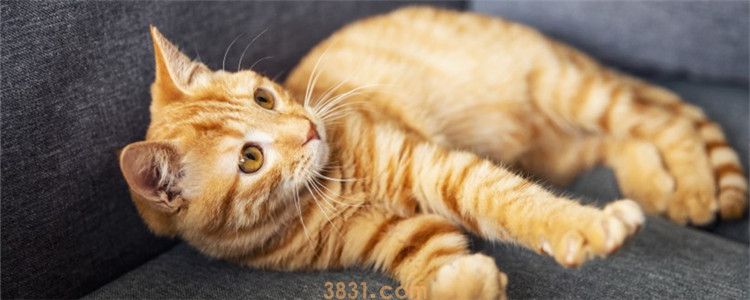 猫咪无聊的四种表现 猫咪也需要主人的陪伴(图1)