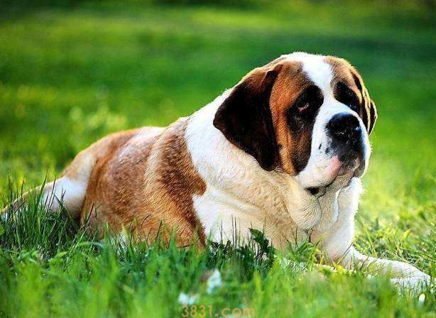圣伯纳德犬多少钱一只 圣伯纳德多少钱(图1)