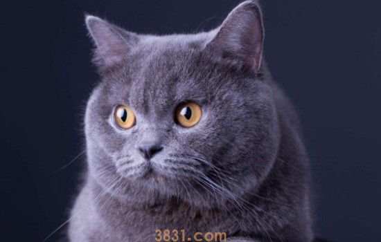 折耳蓝猫的毛颜色发黄怎么回事 这几个原因主人知道吗?(图1)