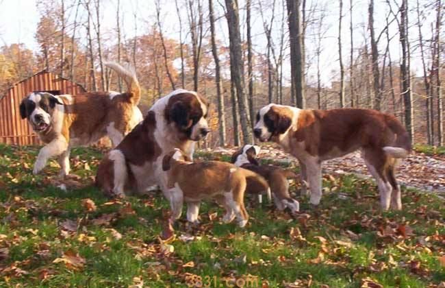 短毛圣伯纳多少钱 圣伯纳犬的脾气很温顺(图1)